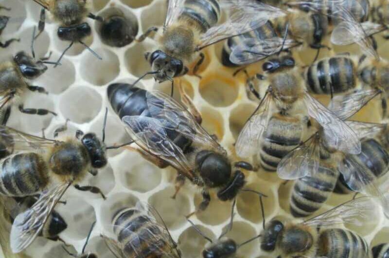 La raza de abejas Karnika y su peculiaridad.