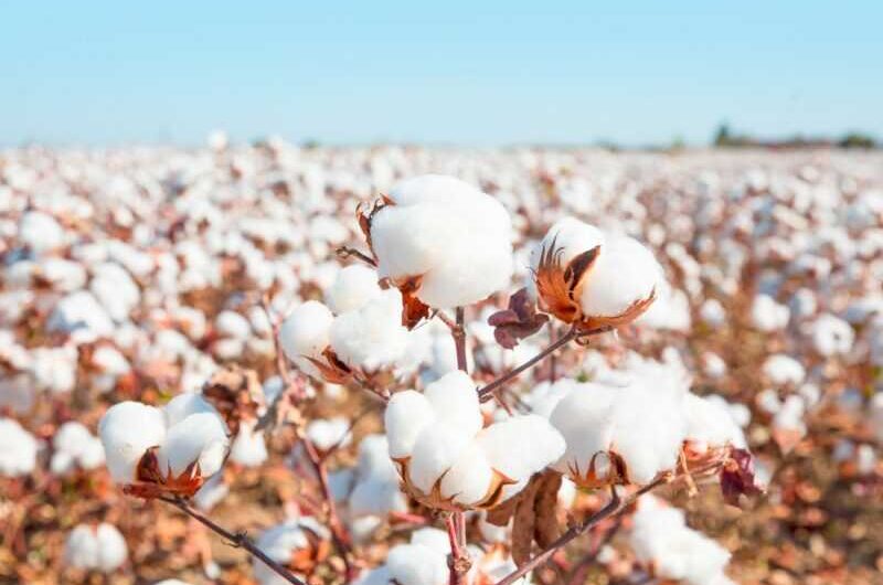 Miel de algodón: ¿existe y cuáles son las propiedades beneficiosas?