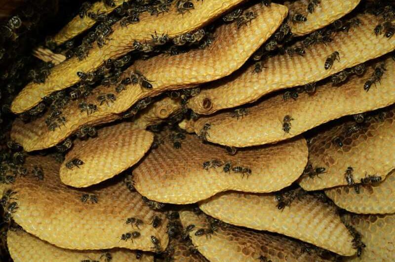 Miel silvestre: donde se recolecta, miel de escarabajo