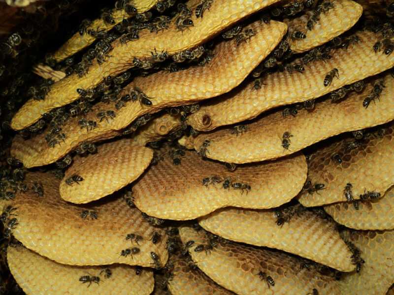 Miel silvestre: donde se recolecta, miel de escarabajo