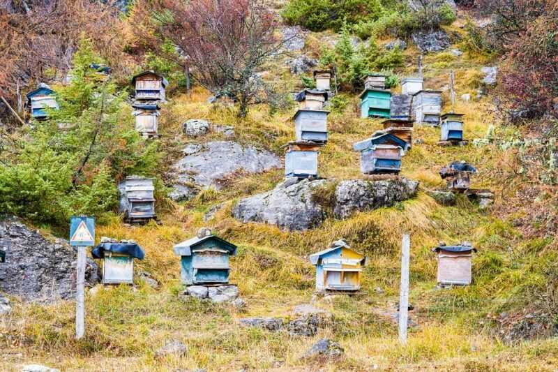 Bisnis peternakan lebah: cara memulai, analisis terperinci