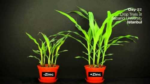 Spårelement zink. Funktioner. Tecken på brist och överskott: hydroponics