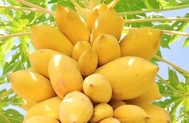Papaya, Calorías, beneficios y daños, Beneficios