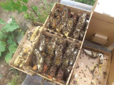 Priser för köp av en familj av bin