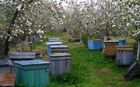 四月在養蜂場做什麼。