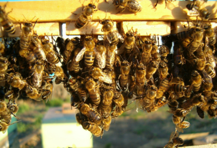 Baka lebah Rusia Tengah: ciri utama mereka