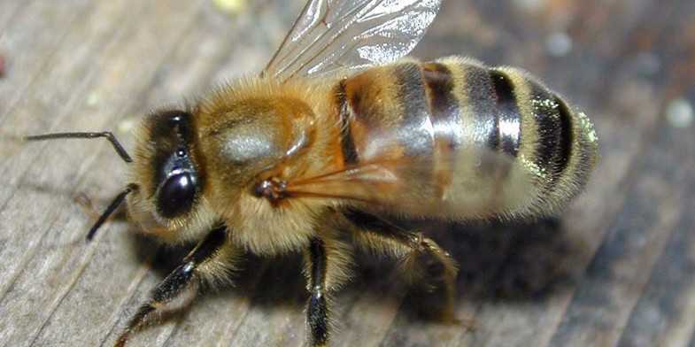 Karpaterna av bin: egenskaper hos innehållet