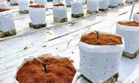 Sustrato de cultivo de coco - Hidroponía