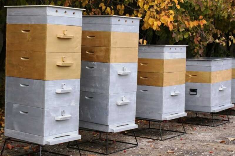 Tipos populares de colmenas de abejas