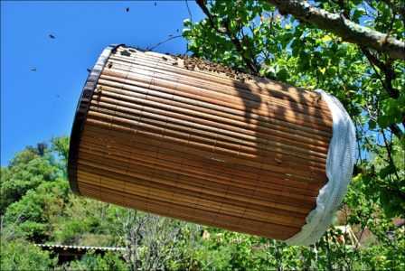 Trampas para abejas y avispas