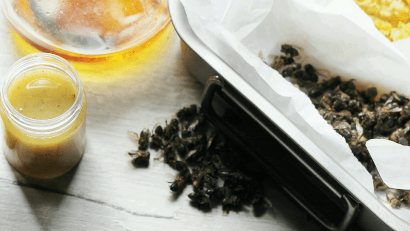 Salap lebah: resipi dan skop