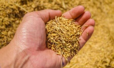 Aceite de germen de trigo, Calorías, beneficios y daños, Propiedades útiles