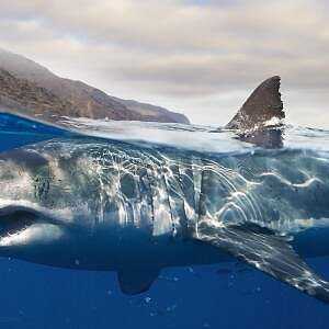 Beneficios, propiedades, contenido calórico, propiedades útiles y daños del tiburón blanco