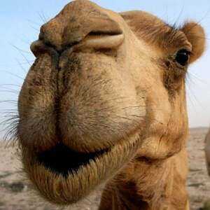 Carne de camello, Calorías, beneficios y daños, Propiedades útiles