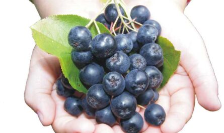 Chokeberry (Aronia), Calorías, beneficios y daños, Propiedades útiles