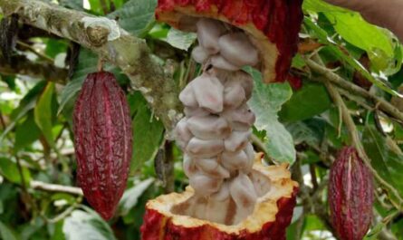 Fruta del cacao: propiedades útiles y peligrosas de la fruta del cacao, Calorías, beneficios y daños, Propiedades útiles