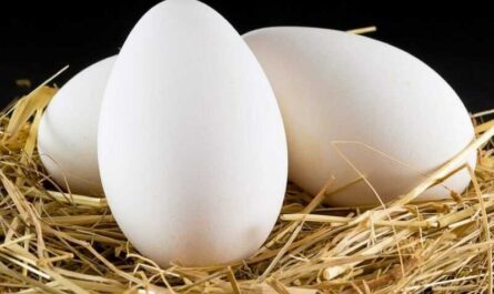 Huevo de ganso, Calorías, beneficios y daños, Propiedades útiles