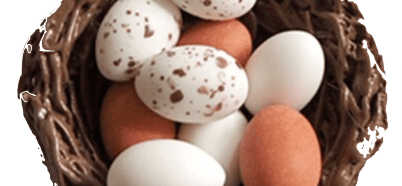 Huevos de paloma, Calorías, beneficios y daños, Propiedades útiles