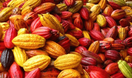 Manteca de cacao, Calorías, beneficios y daños, Propiedades útiles