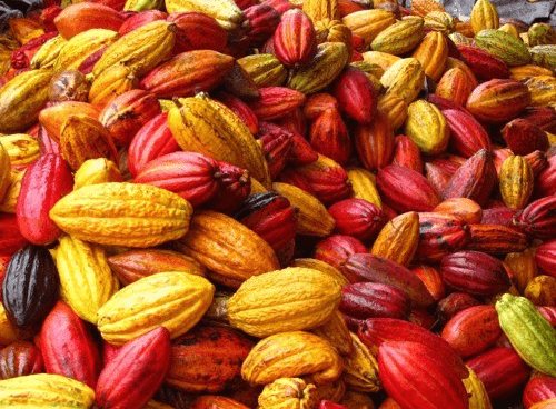 Manteca de cacao, Calorías, beneficios y daños, Propiedades útiles