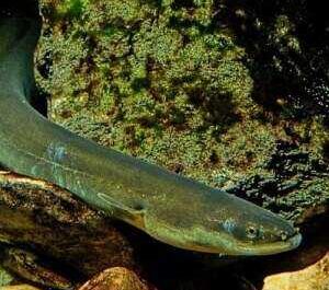 Propiedades útiles y peligrosas de la anguila, Calorías, beneficios y daños, Propiedades útiles