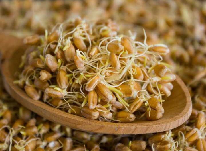 Trigo germinado: propiedades útiles y peligrosas del trigo germinado, calorías, beneficios y daños, propiedades útiles
