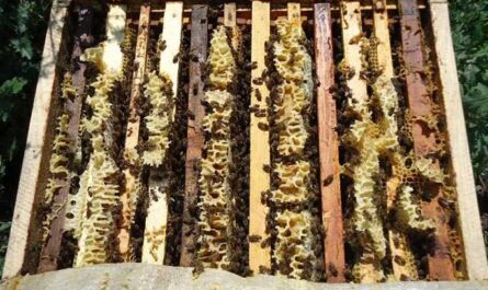 ¿Por qué las abejas no salen volando de las colmenas?