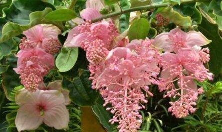 ¿Cómo lograr una abundante floración de medinilla? - cultivo y cuidado