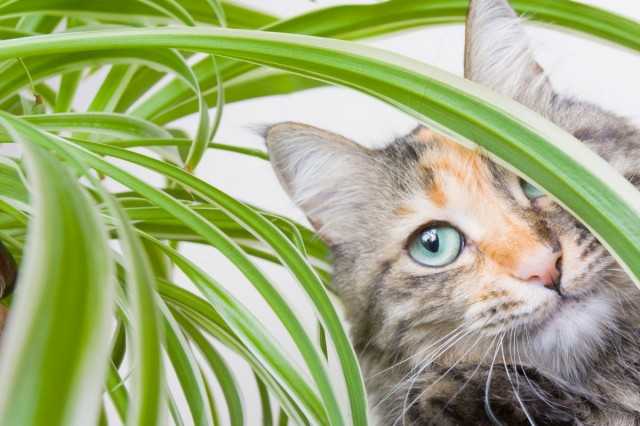 ¿Cómo proteger las plantas de interior de los gatos?