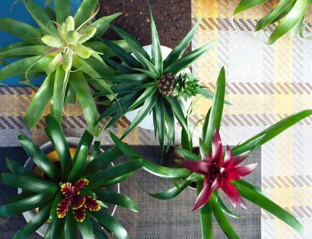 10 errores en el cuidado de las bromelias – Hermosas plantas de interior
