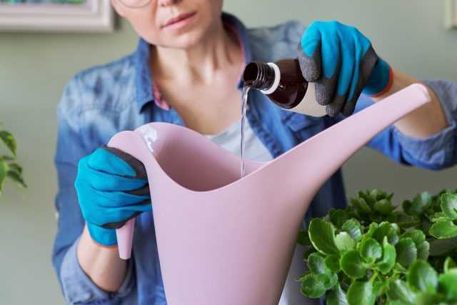 10 reglas para el uso de productos químicos para plantas de interior - cuidado