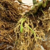 Signos de daño por nematodos de la raíz del tomate