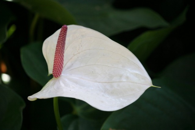 Anthurium blanco