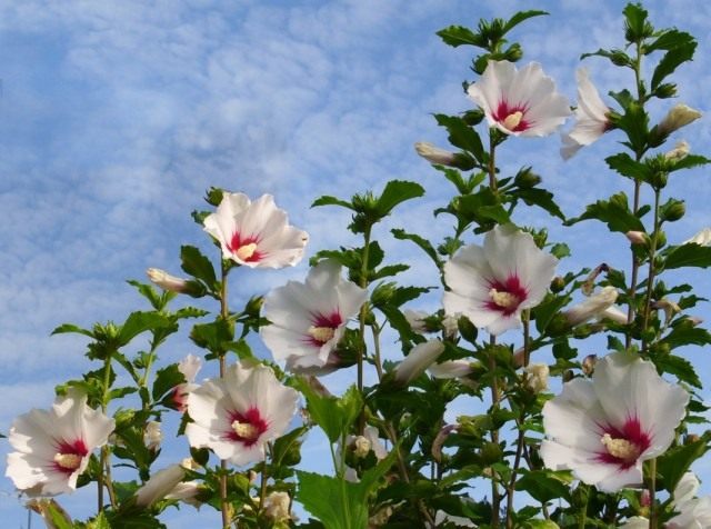 Bunga raya Syria (Hibiscus syriacus)
