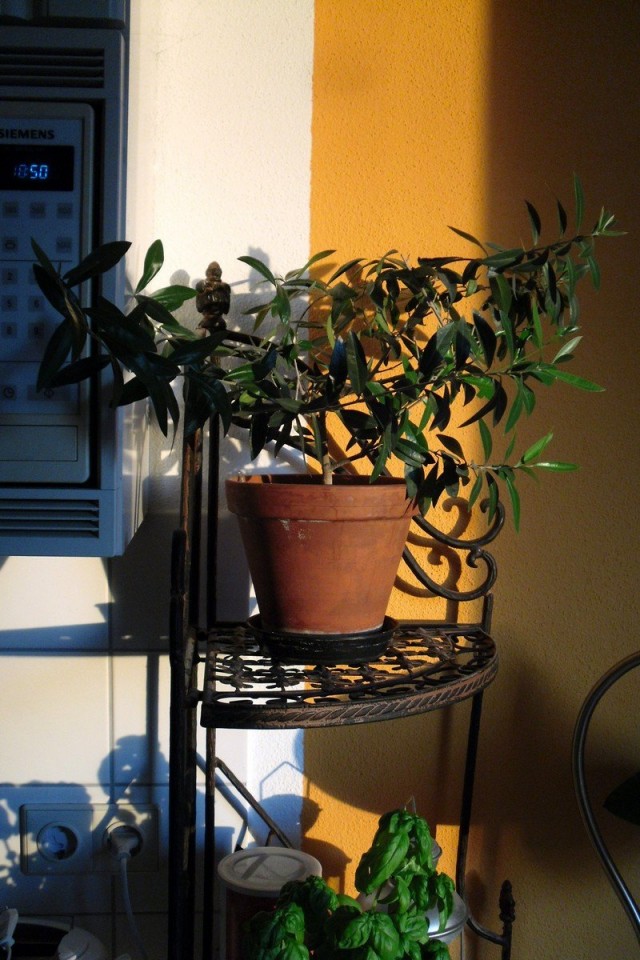 Plant in design interior