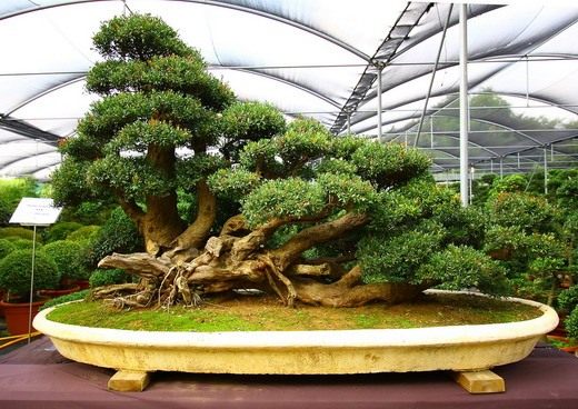 El arte del bonsái - aseo