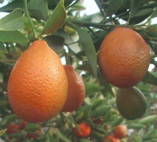Mandarina (Orangequat)