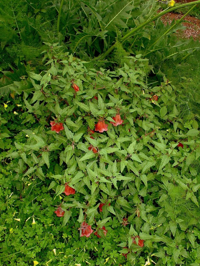 Canarina canarya crece bien en suelos fértiles y arcillosos