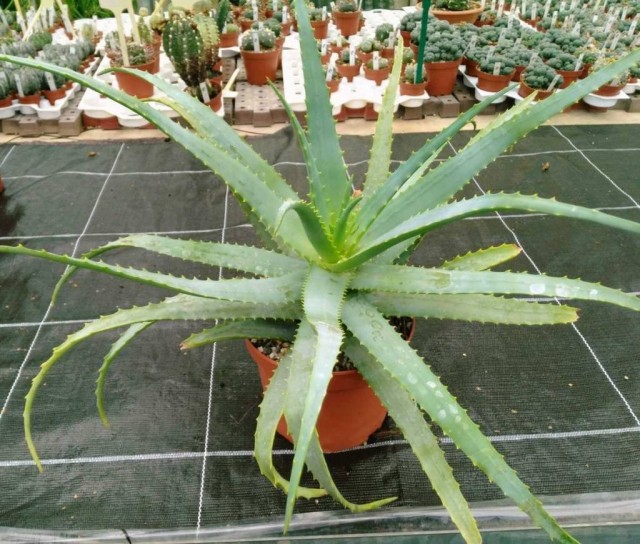 Itacen Aloe