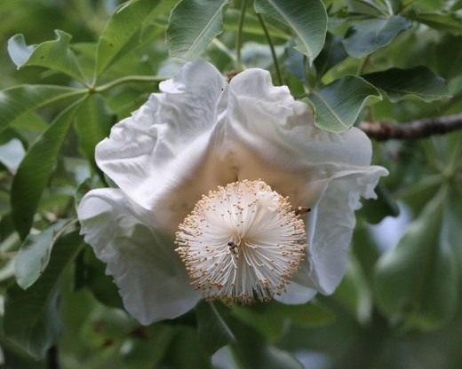 Baoba van bloemen