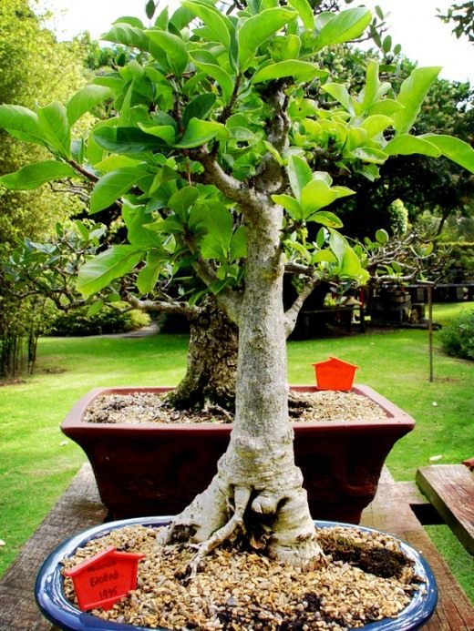 Bonsai a baobab