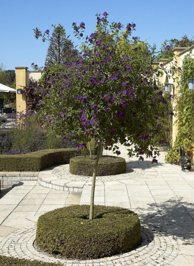 Árbol de papa o solanáceas de genciana (Lycianthes rantonnetii)
