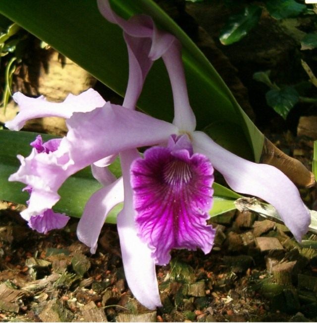 Orquídea Cattleya