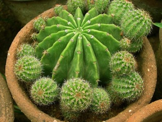 Reproducción de cactus - cuidado