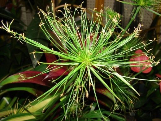 Tropical Sedge Brother - Care