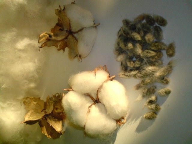 Semillas de algodon