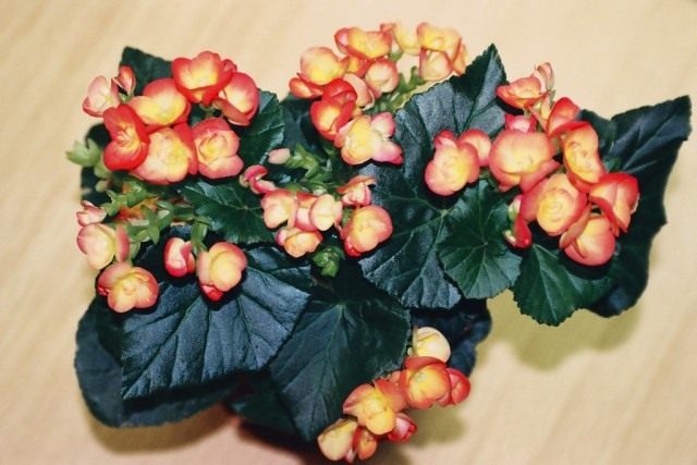 Begonia de invernada 'Filur' (Begonia hiemalis 'Filur')