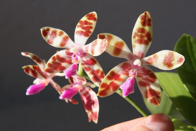 Orquídea Phalaenopsis mariae