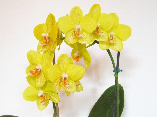 La orquídea Phalaenopsis es amarilla