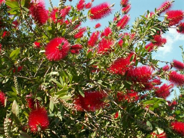 Floración de arbustos de Callistemona